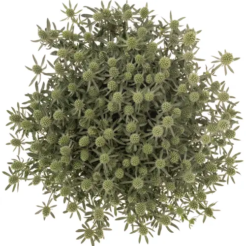Distel creme-weiss White Glitter x 50 40cm A2