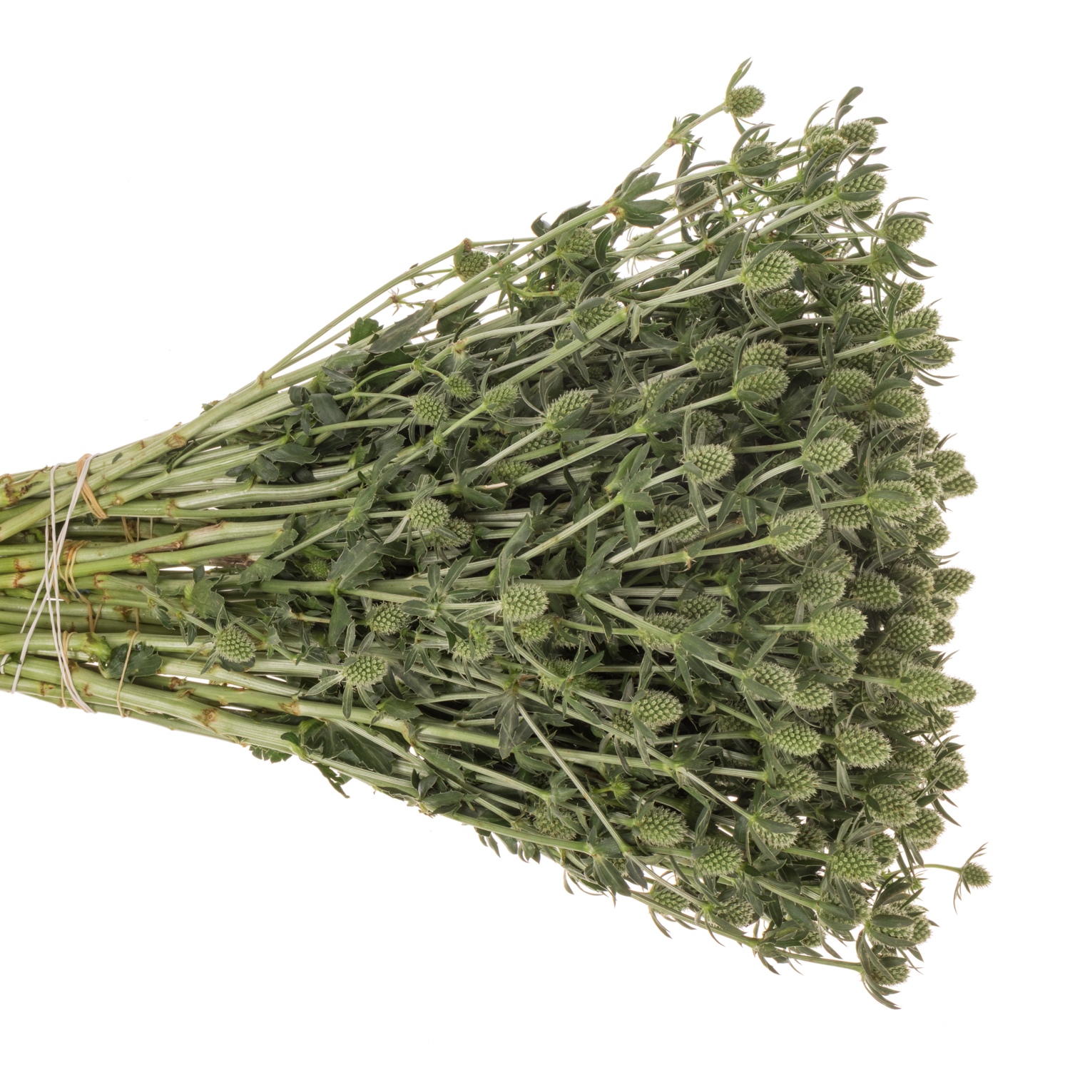 Distel creme-weiss White Glitter x 50 40cm A2