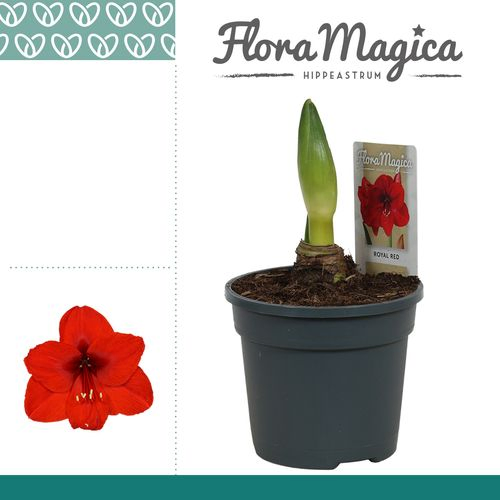 Amar.1er Royal rot T13 H25 113013RD