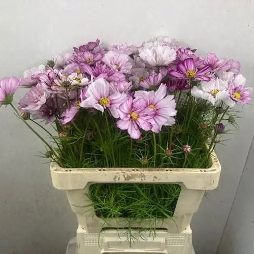 Cosmos rosa/hell rosa Picotee 60cm