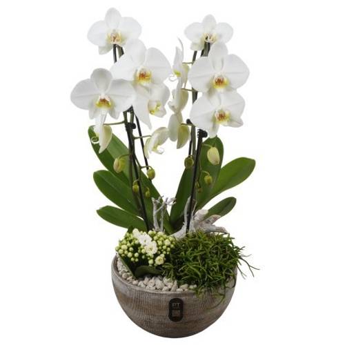 Phal.Arr PTIB5354 T23 H056