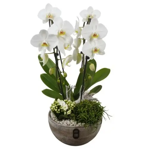 Phal.Arr PTIB5354 T23 H056