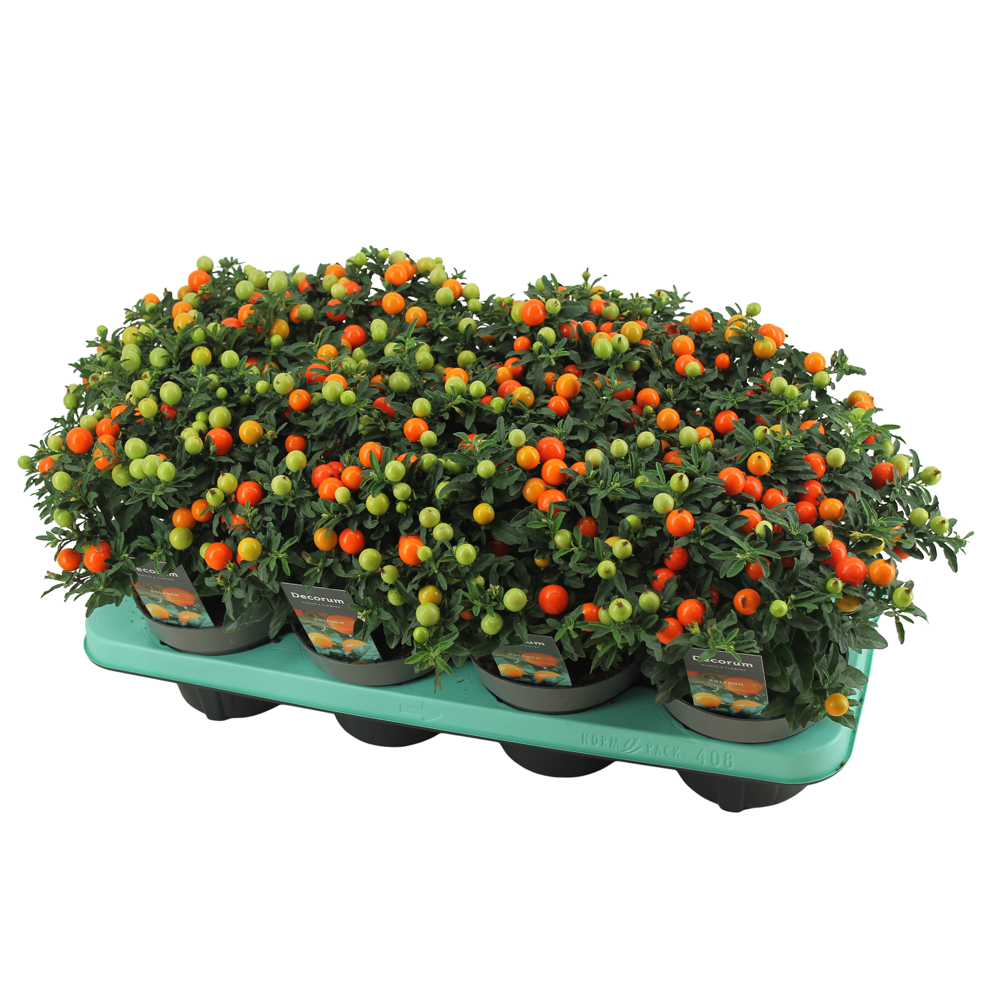 Solanum Pseudocapsicum T13 H026