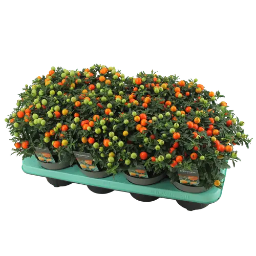 Solanum Pseudocapsicum T13 H026