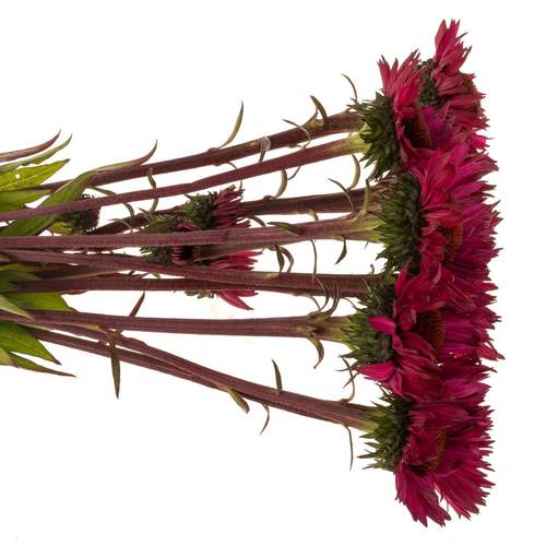 Rudbeccia fuchsia 55cm