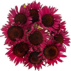 Rudbeccia fuchsia 55cm