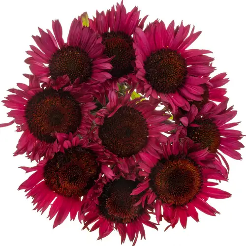 Rudbeccia fuchsia 55cm