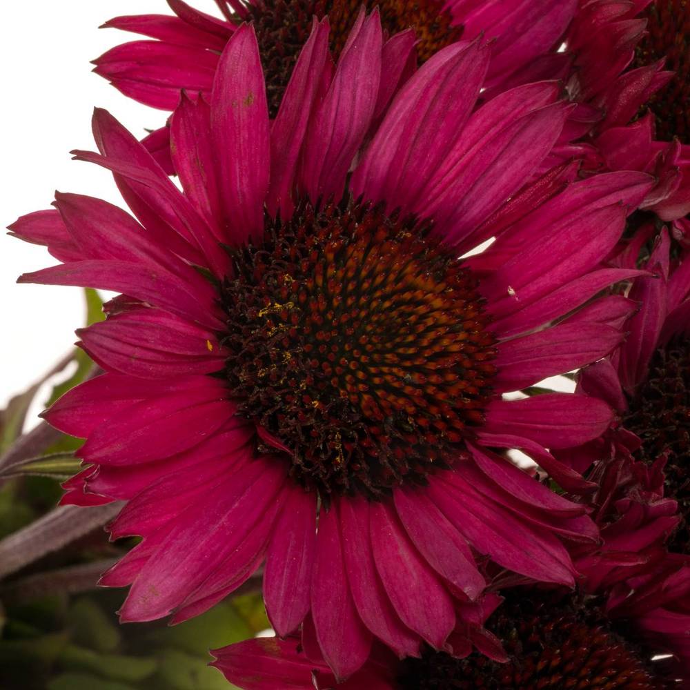 Rudbeccia fuchsia 55cm