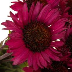 Rudbeccia fuchsia 55cm