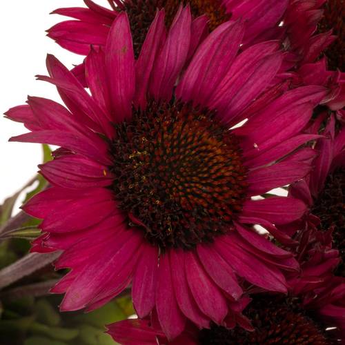Rudbeccia fuchsia 55cm
