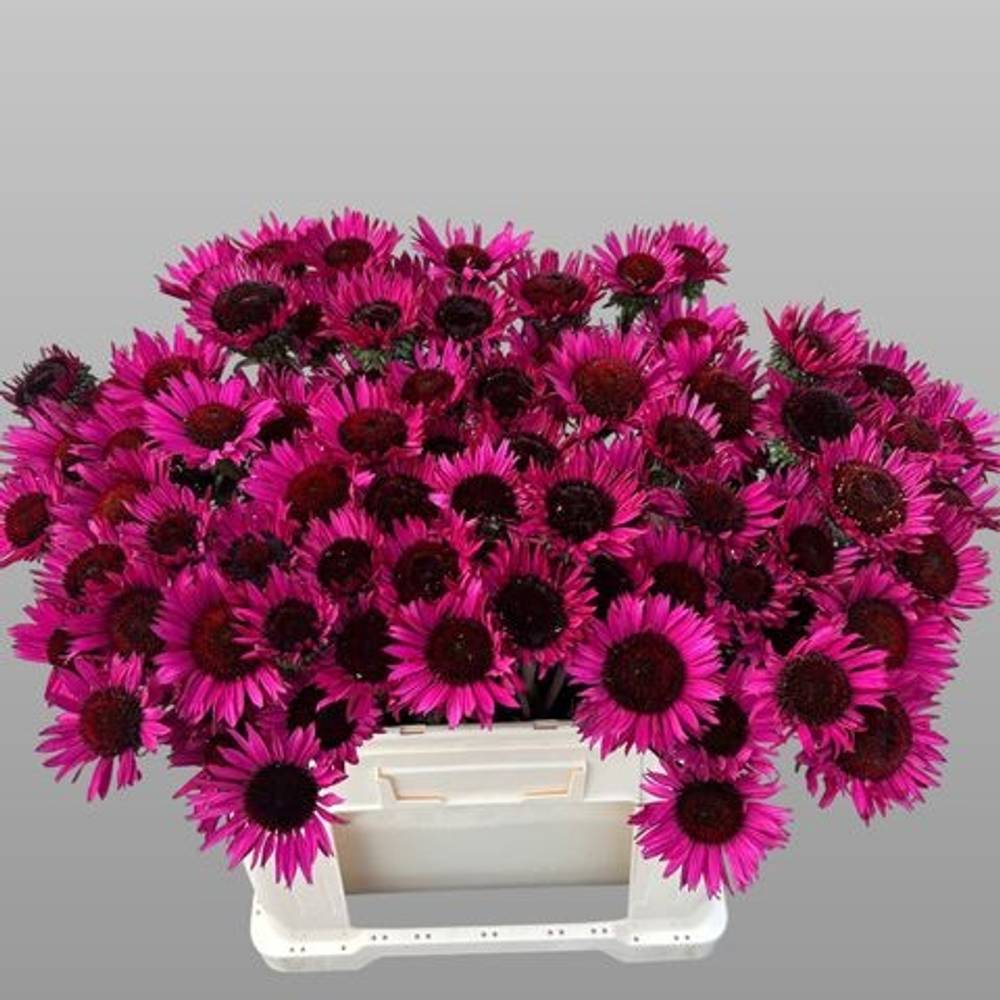 Rudbeccia fuchsia 55cm