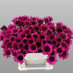 Rudbeccia fuchsia 55cm