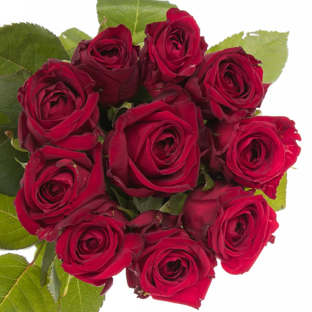 Rose rot Red Naomi (Meewisse) 50cm