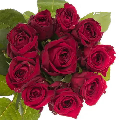 Rose rot Red Naomi (Meewisse) 50cm