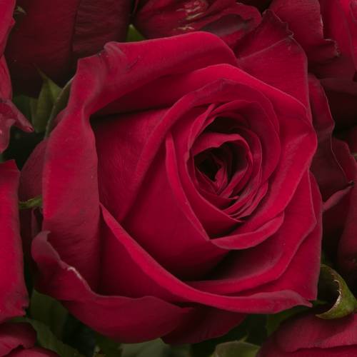 Rose rot Red Naomi (Meewisse) 50cm