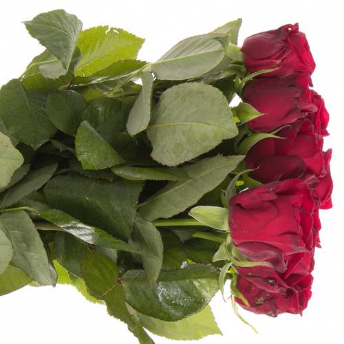 Rose rot Red Naomi (Meewisse) 50cm