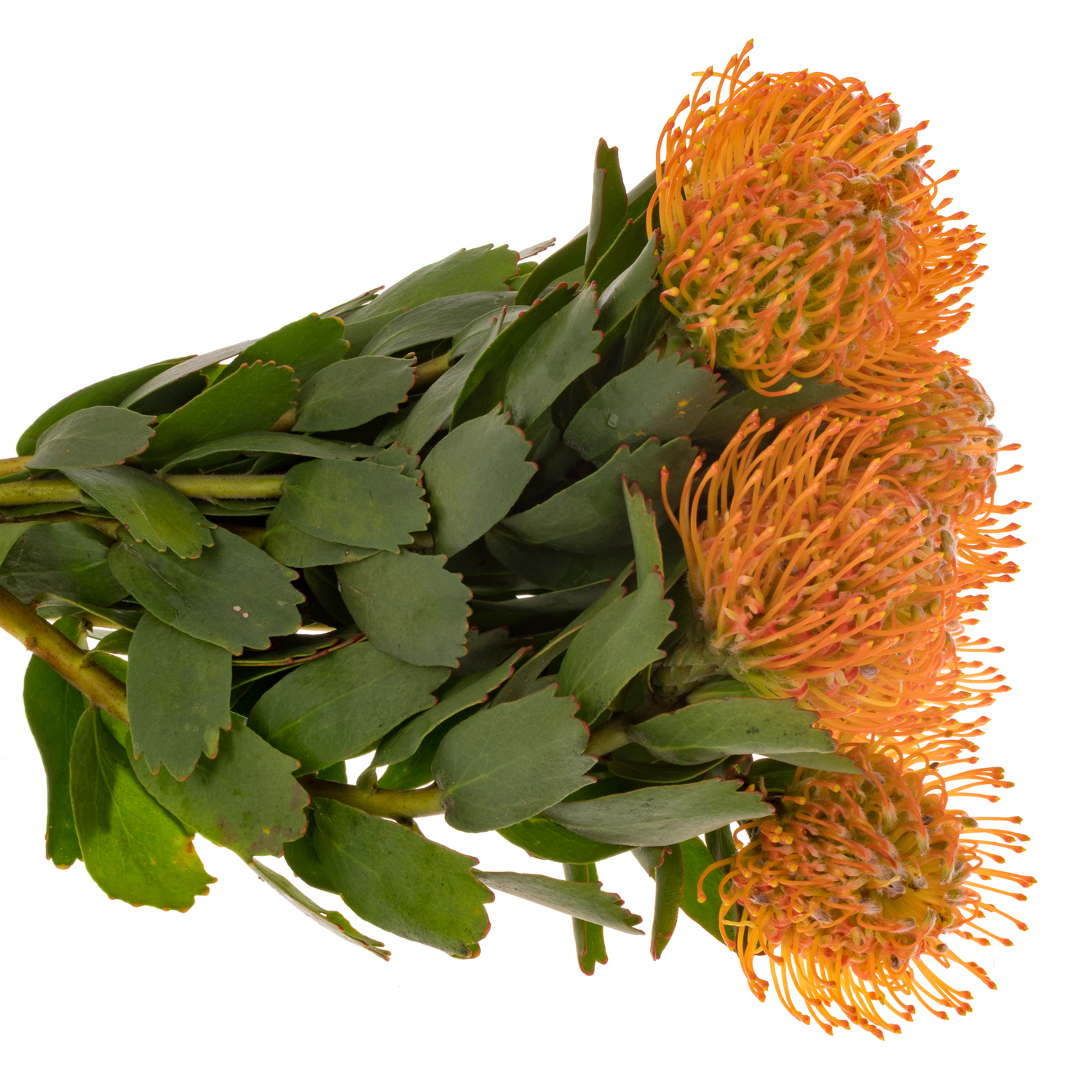 Nutans orange Soleil 40cm X10