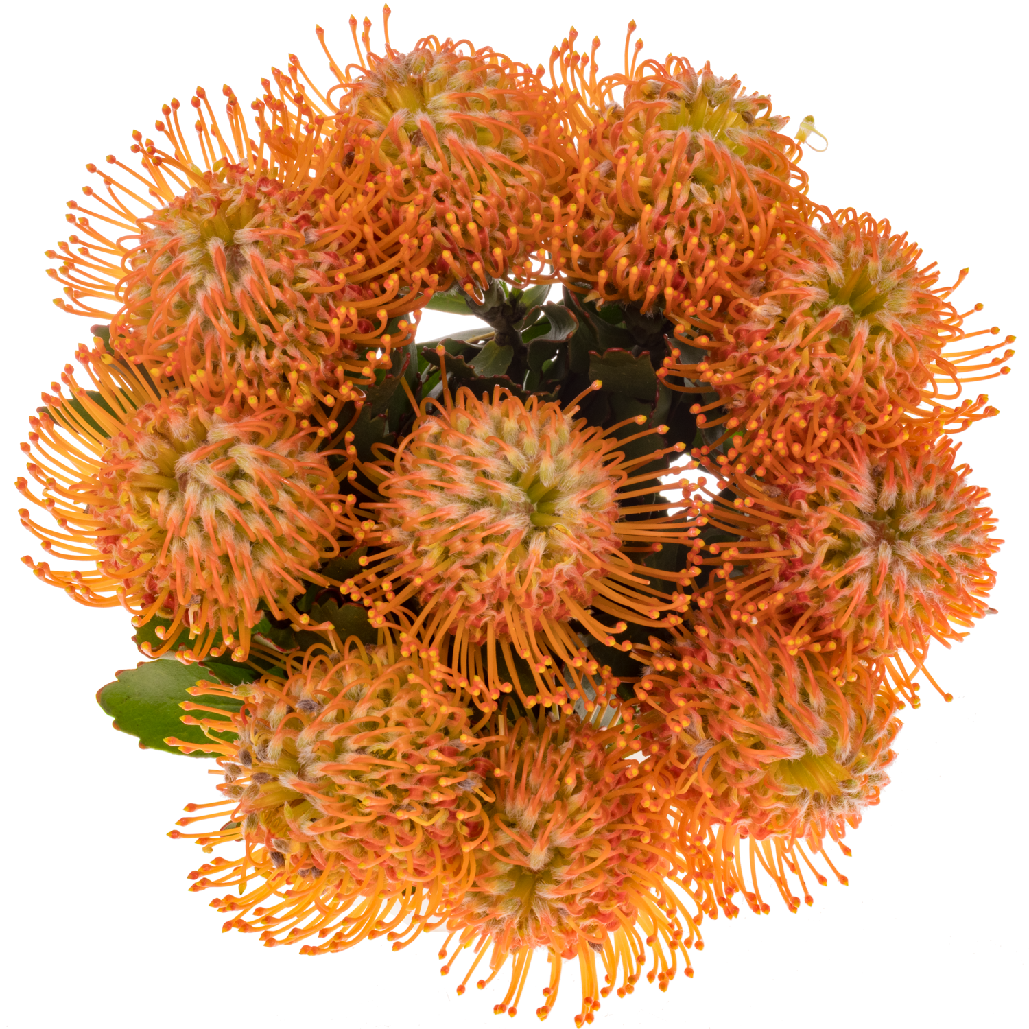 Nutans orange Soleil 40cm X10