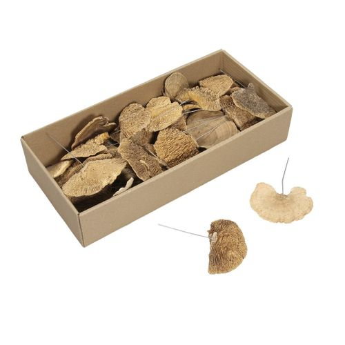 Trocken Pilze auf Draht natur x40