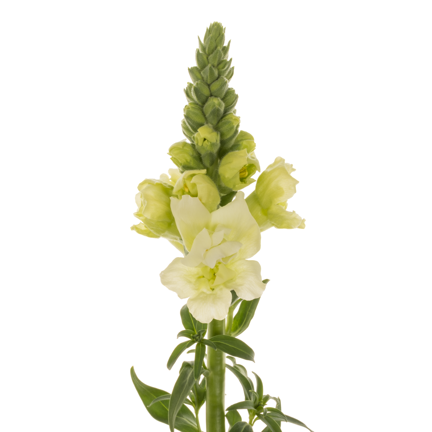 Löwenmaul weiss gefüllt Ho Dou WHITE 80cm