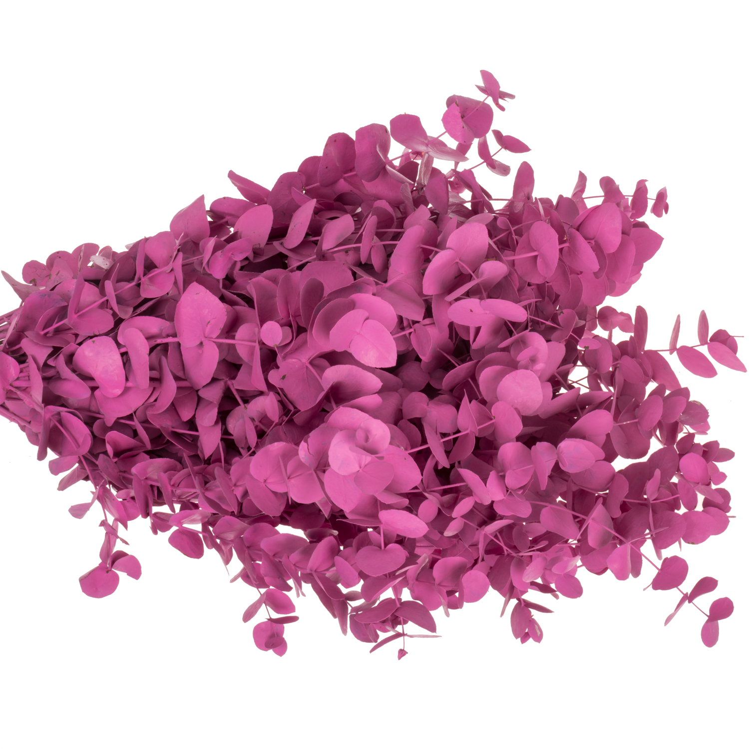 Populus dunkel rosa Cinerea gefärbt 200 Gramm 70cm