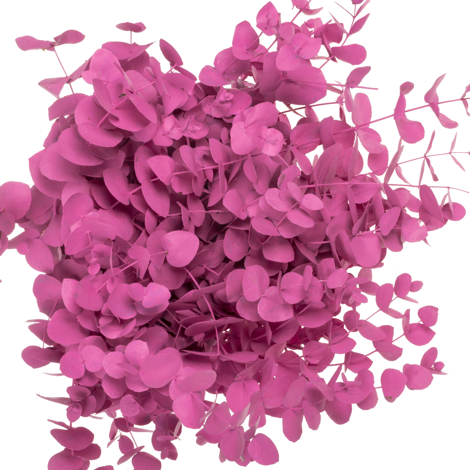 Populus dunkel rosa Cinerea gefärbt 200 Gramm 70cm