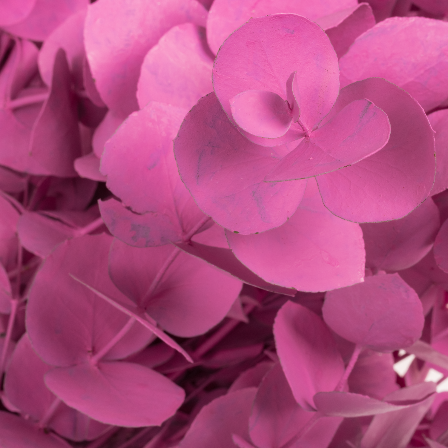 Populus dunkel rosa Cinerea gefärbt 200 Gramm 70cm