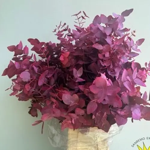 Populus dunkel rosa Cinerea gefärbt 200 Gramm 70cm