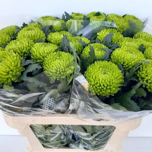 Chrys.Deko grün AlemaniDE 80 Gramm 80cm