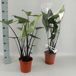 Alocasia Black Zebrina 17cm T17 H90
