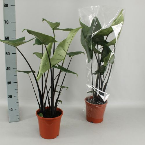Alocasia Black Zebrina 17cm T17 H90