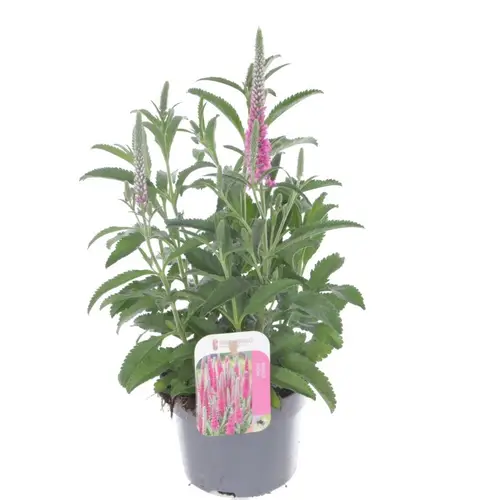 Veronica rosa Inspire T13 H040