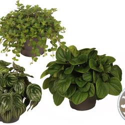 Peperomia mix T17 H30