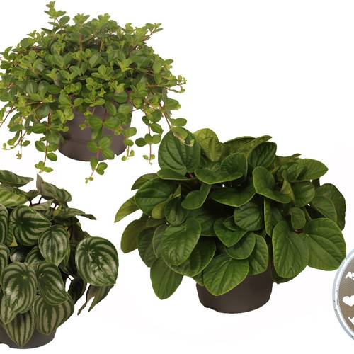 Peperomia mix T17 H30