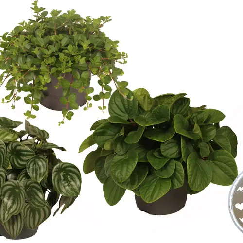 Peperomia mix T17 H30