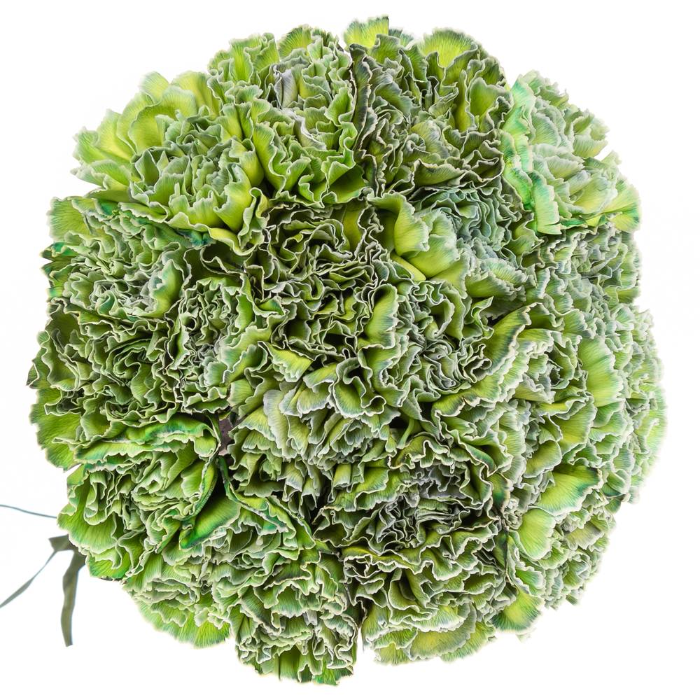 Nelke grün Polar Light gefärbt 70cm