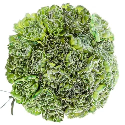 Nelke grün Polar Light gefärbt 70cm