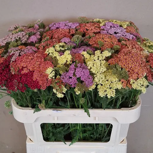Achillea gemischt bund 75cm