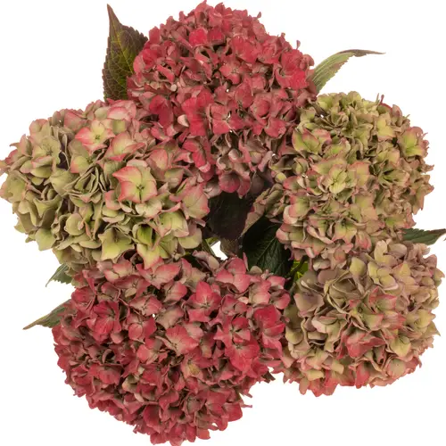 Hortensie rot/grün Rodeo classic Bol 15cm 40cm