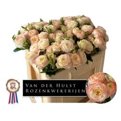Rose verzweigt creme/rosa Citrus Blush 3+Blüte 50cm