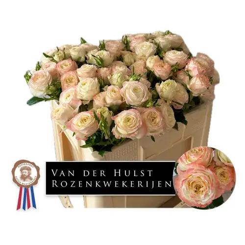 Rose verzweigt creme/rosa Citrus Blush 3+Blüte 50cm