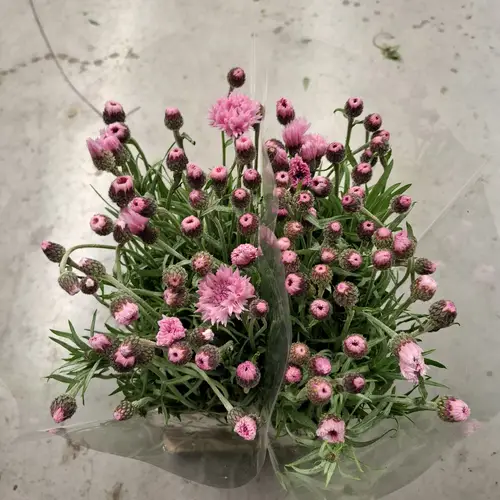 Kornblumen Rosa 60cm