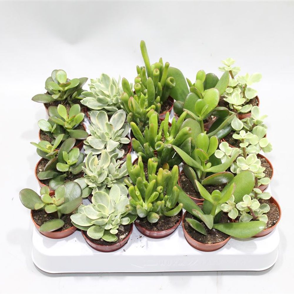 Crassula mix T05 H12