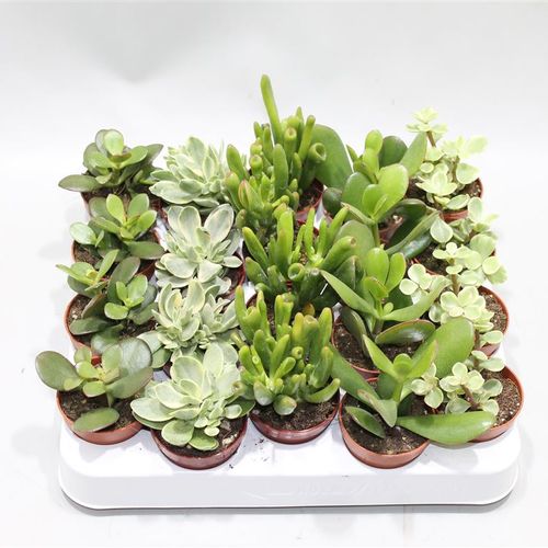 Crassula mix T05 H12
