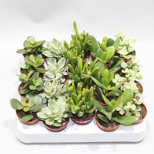 Crassula mix T05 H12