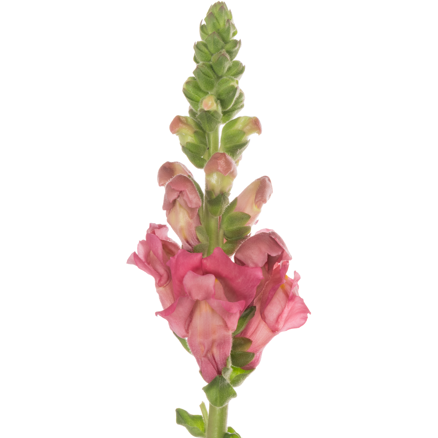 Löwenmaul rosa Avignon Cherry Rose 70cm