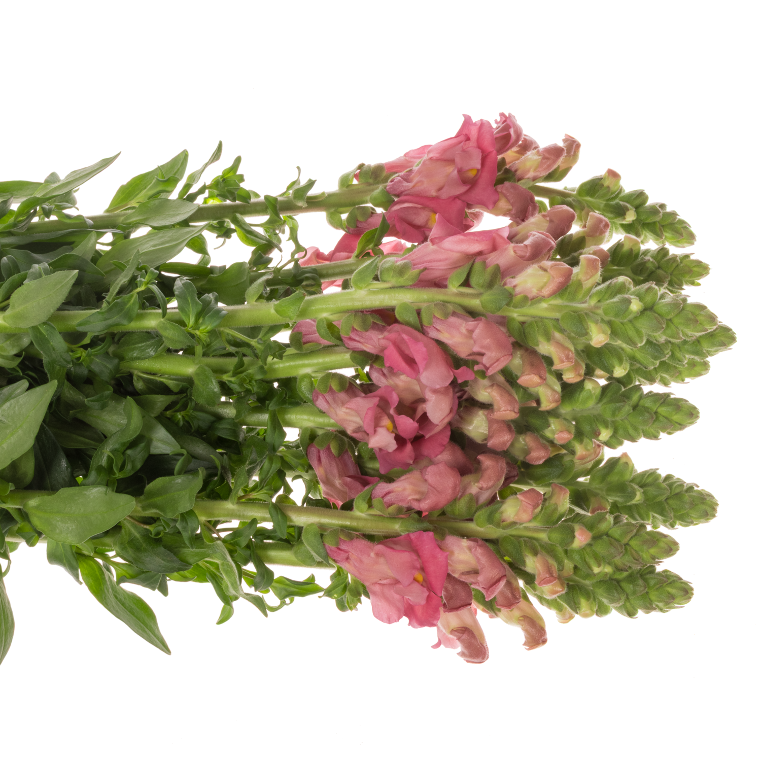 Löwenmaul rosa Avignon Cherry Rose 70cm