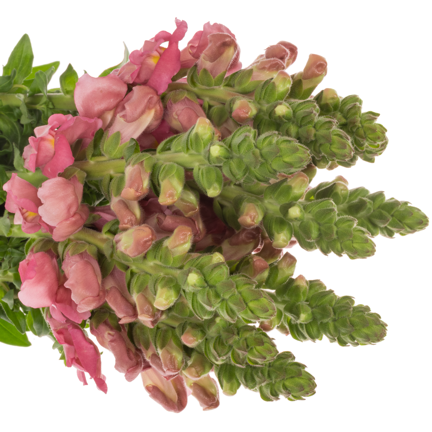 Löwenmaul rosa Avignon Cherry Rose 70cm