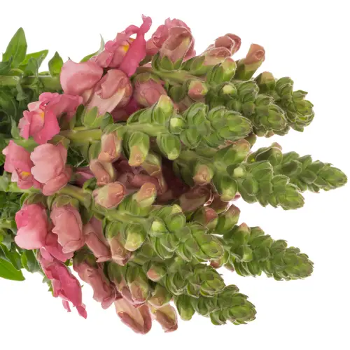 Löwenmaul rosa Avignon Cherry Rose 70cm