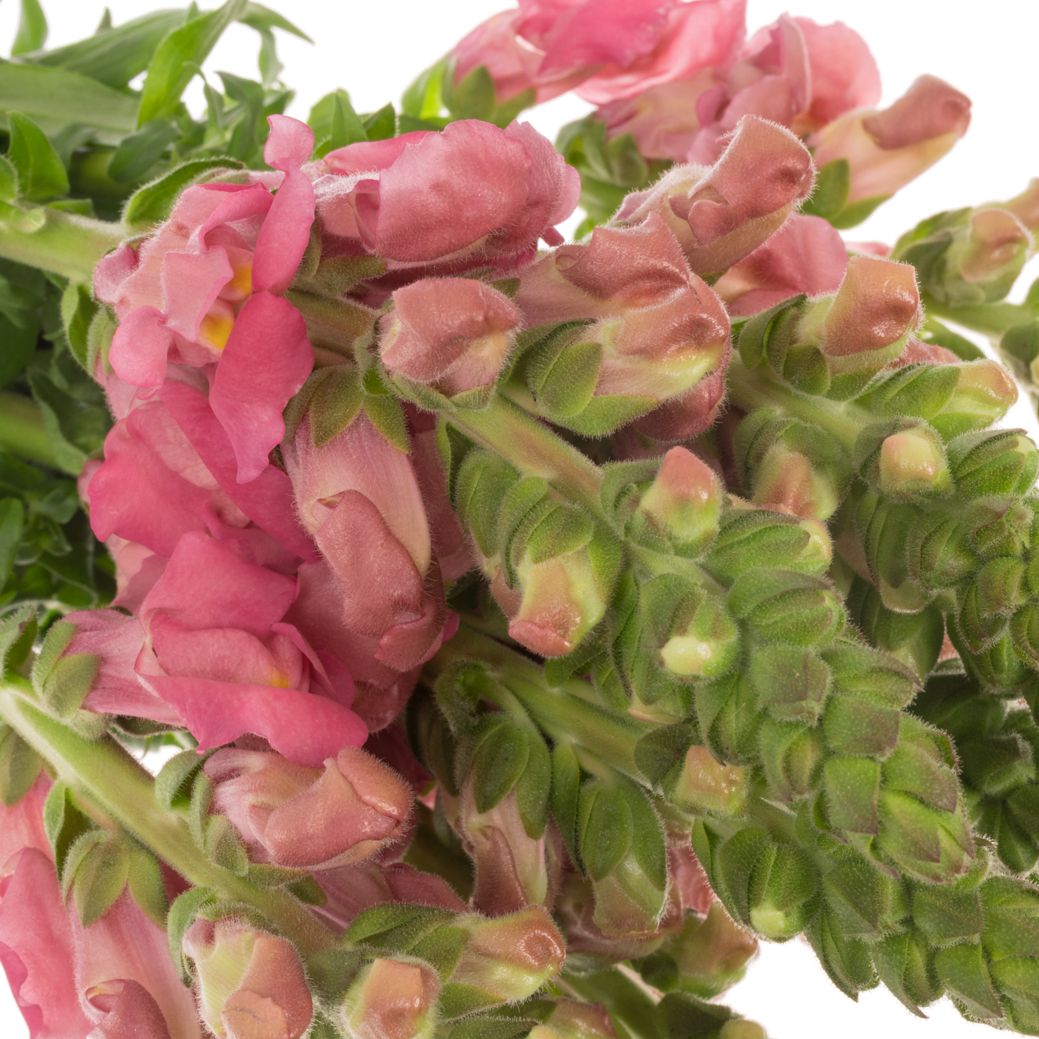 Löwenmaul rosa Avignon Cherry Rose 70cm